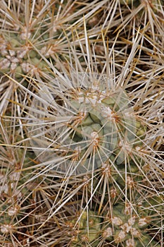 Cylindropuntia Echinocarpa Spines - N Mojave Desert - 030322