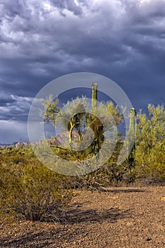 Cylindropuntia fulgida with fruits and Creosote bush in a desert
