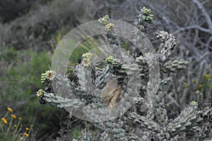 Cylindropuntia Imbricata , Devils rope pear