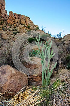 Cylindropuntia imbricata, or opuntia imbricata. Tree cholla