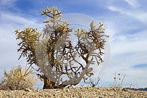 Cylindropuntia kleiniae plant in Mojave Desert