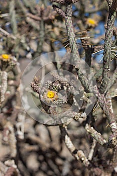 CYLINDROPUNTIA RAMOSISSIMA BLOOM - JOSHUA TREE NP - 060520 B