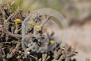 CYLINDROPUNTIA RAMOSISSIMA BLOOM - JOSHUA TREE NP - 060520 C