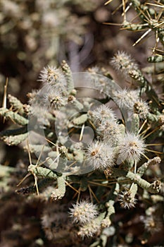 CYLINDROPUNTIA RAMOSISSIMA FRUIT - TWENTYNINE PALMS - 073120 B