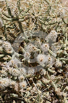 CYLINDROPUNTIA RAMOSISSIMA FRUIT - TWENTYNINE PALMS - 073120 D