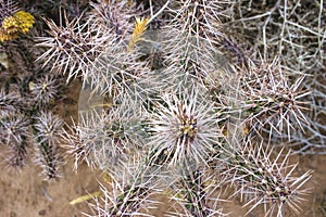 Cylindropuntia sp., Opuntia cacti growing on red soil in the desert