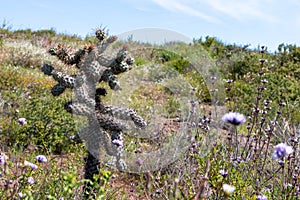 Cylindropuntia spp. or Cholla, cactus from Californian coastal shrub