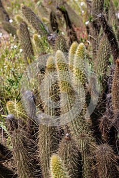 Cylindropuntia spp. or Cholla, cactus from Californian coastal shrub