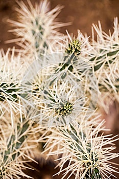 Cylindropuntia tunicata plant