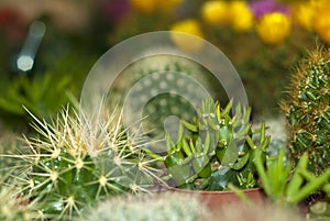 Cylindropuntia among a variety of cactus on a flower shop shelf