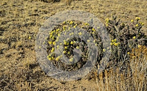 Cylindropuntia versicolor Prickly cylindropuntia with yellow fruits with seeds. Arizona cacti, USA