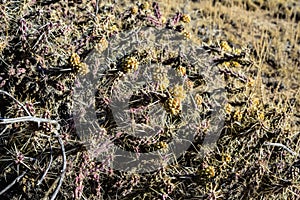 Cylindropuntia versicolor Prickly cylindropuntia with yellow fruits with seeds. Arizona cacti, USA