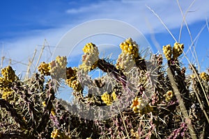 Cylindropuntia versicolor Prickly cylindropuntia with yellow fruits with seeds. Arizona cacti, USA