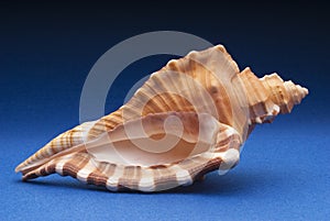Cymatium raderi shell