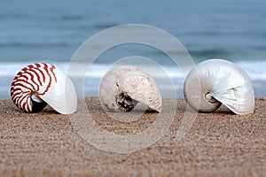 Cymatoceras Ammonite Fossil - Two Modern Nautilus Shell