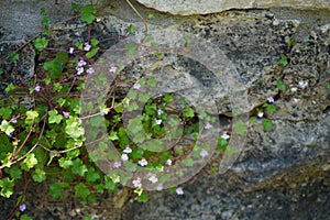 Cymbalaria muralis climbs the rocks in June. Germany