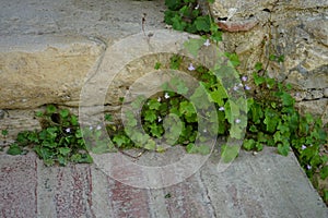 Cymbalaria muralis climbs the rocks in June. Rüdersdorf bei Berlin, Germany