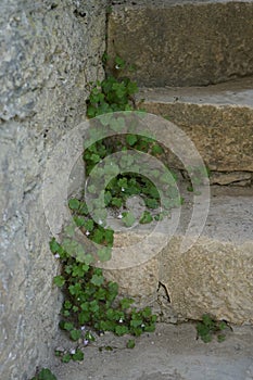 Cymbalaria muralis climbs the rocks in June. Rüdersdorf bei Berlin, Germany