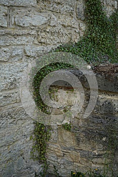 Cymbalaria muralis climbs the rocks in June. Rüdersdorf bei Berlin, Germany