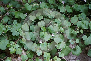 Cymbalaria muralis climbs the rocks in June. Rüdersdorf bei Berlin, Germany