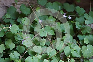 Cymbalaria muralis climbs the rocks in June. Rüdersdorf bei Berlin, Germany