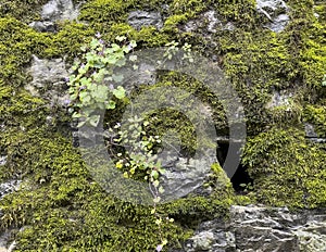 Cymbalaria muralis growing on a stone wall in Bellagio, Italy.