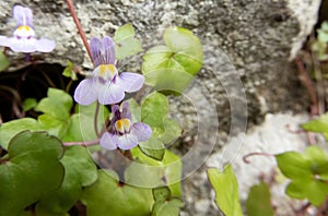 Cymbalaria muralis, ivy-leaved toadflax or Kenilworth ivy flowers closeup front view