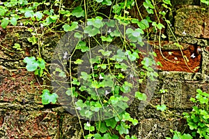 Cymbalaria muralis on a stone wall