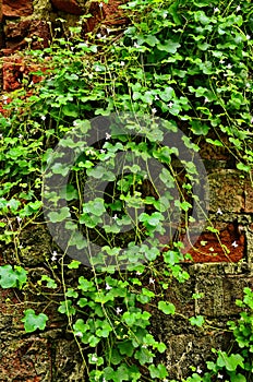 Cymbalaria muralis on a stone wall