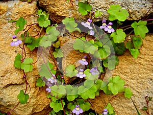 Cymbalaria muralis on a stone wall