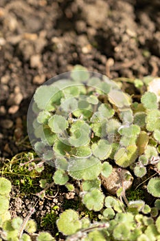 Cymbalaria Pilosa plant in Saint Gallen in Switzerland