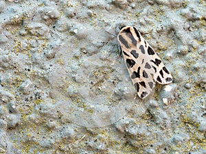 Cymbalophora pudica aka Descrete Chaperon moth