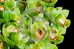 Cymbidium