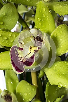 Cymbidium or boat orchid