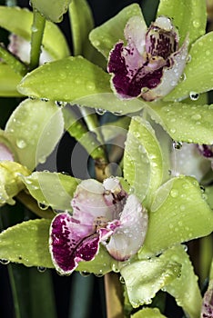 Cymbidium or boat orchid