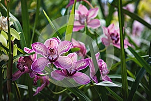 Cymbidium devonianum - purple boat orchids blooming in greenhouse photo