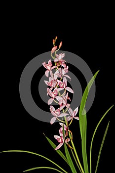 Cymbidium Eastern Beach Orchid