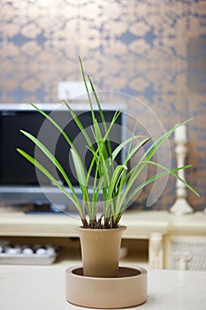 Cymbidium faberi on table