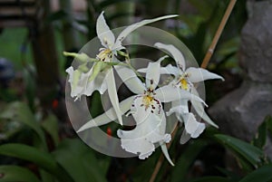 Cymbidium genus of orchids - Beallara