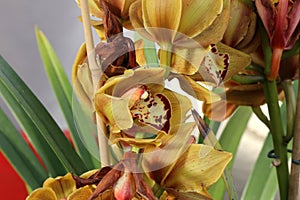 Cymbidium hybrid, ornamental cultivar Yellowish brown