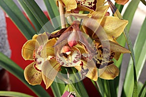 Cymbidium hybrid, ornamental cultivar Yellowish brown