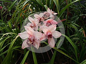 Cymbidium insigne Rolfe Orchid Romklao Botanical Garden under the Royal Initiative, Phitsanulok, Thailand