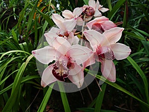 Cymbidium insigne Rolfe Orchid Romklao Botanical Garden under the Royal Initiative, Phitsanulok, Thailand