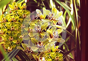 Cymbidium MICHELE flowers