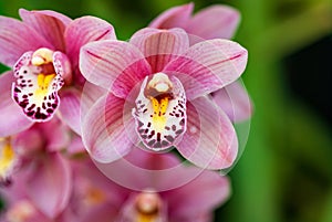 Cymbidium mini Rincon Fairy Pink Perfection orchid
