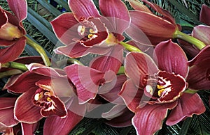 Cymbidium orchid