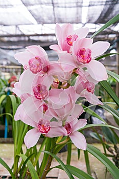 Cymbidium Orchid