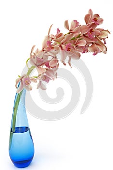 Cymbidium orchid in blue glass vase