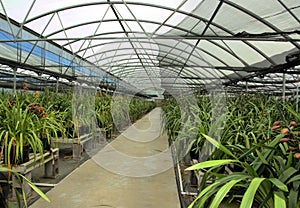 Cymbidium orchid farm