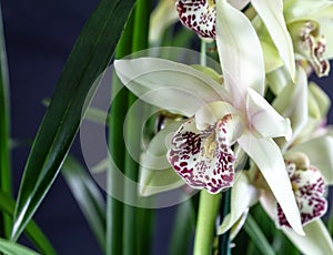 Cymbidium orchid flower isolated on dack background